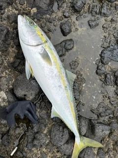 ブリの釣果