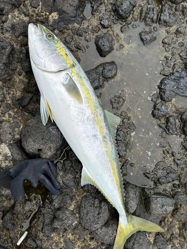 ブリの釣果