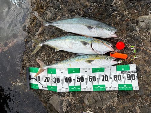 ブリの釣果