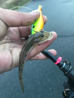 マハゼの釣果