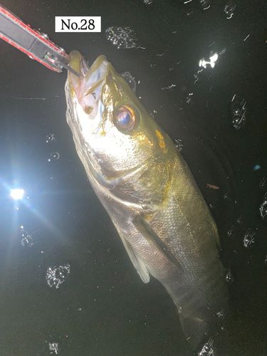 シーバスの釣果