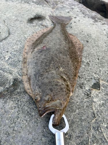 ヒラメの釣果
