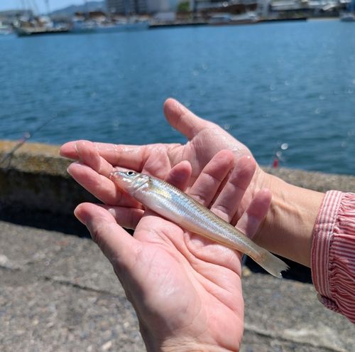 キスの釣果