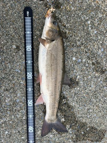 ウグイの釣果