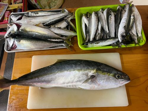 ワラサの釣果
