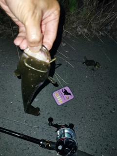 ナマズの釣果