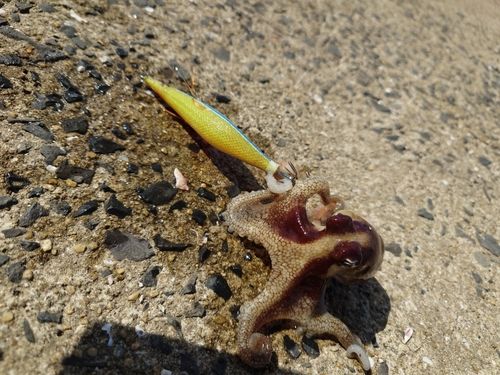 タコの釣果