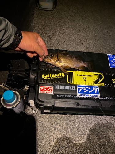 メバルの釣果