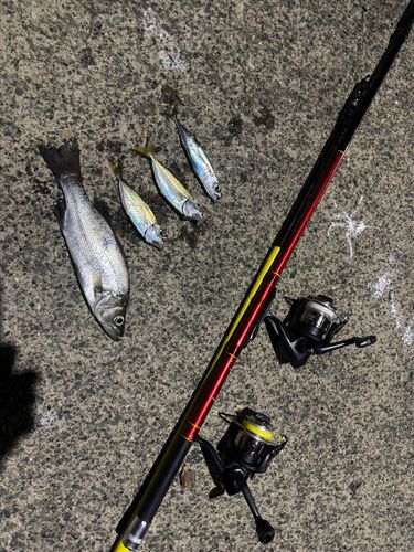 フッコ（マルスズキ）の釣果