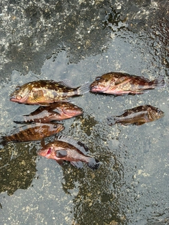キジハタの釣果