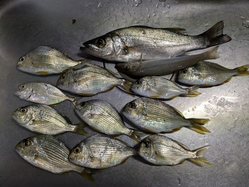 セイゴ（ヒラスズキ）の釣果
