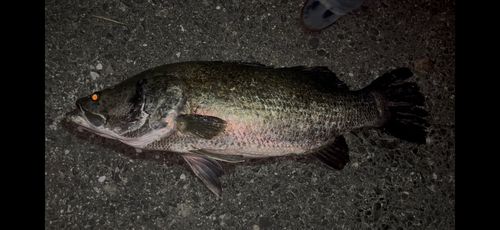 アカメの釣果