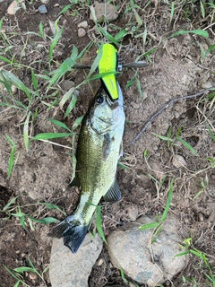 ラージマウスバスの釣果