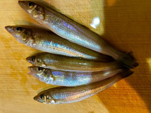 シロギスの釣果
