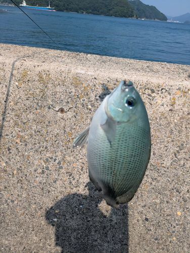グレの釣果