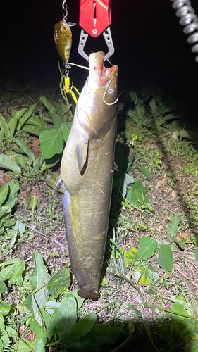 ナマズの釣果