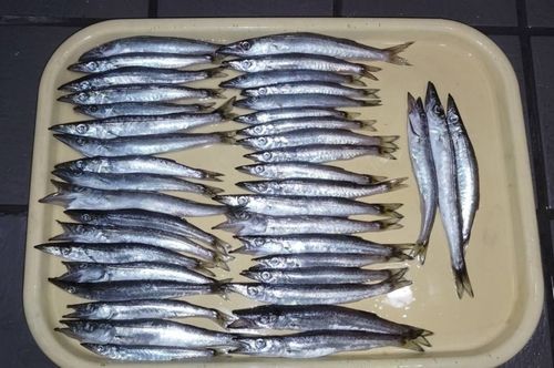 カマスの釣果