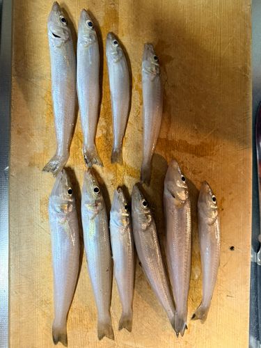 キスの釣果