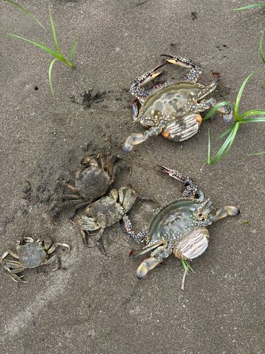 ワタリガニの釣果
