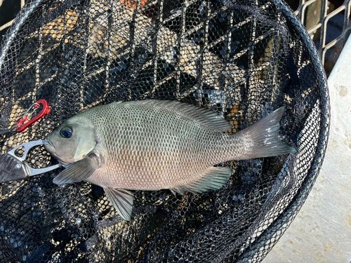 メジナの釣果