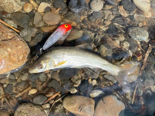 ウグイの釣果