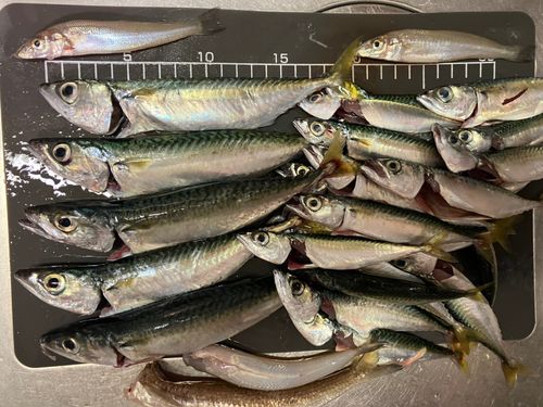 サバの釣果