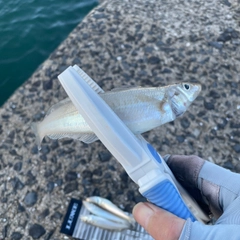 シロギスの釣果