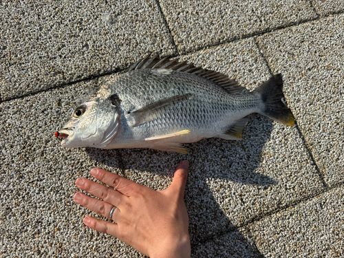 キビレの釣果