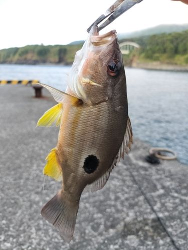 クロホシフエダイの釣果
