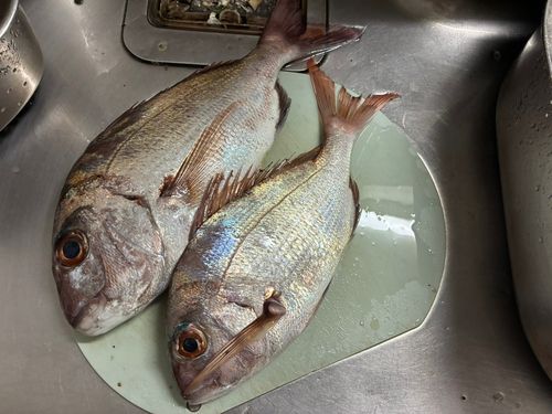 タイの釣果