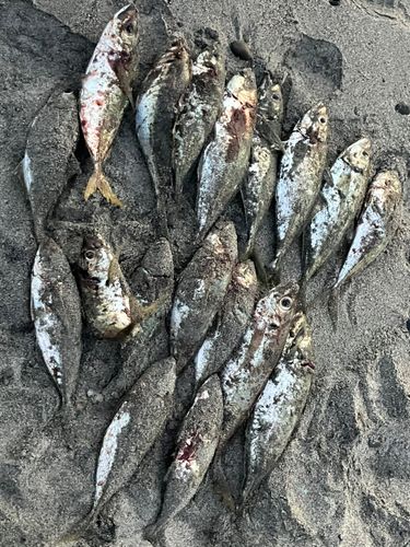 マアジの釣果