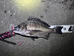 クロダイの釣果