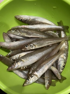 シロギスの釣果