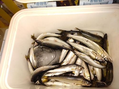 コアユの釣果