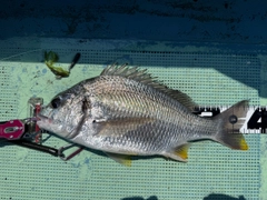 キビレの釣果
