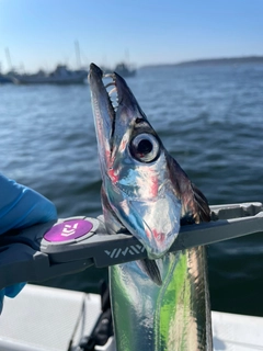 タチウオの釣果