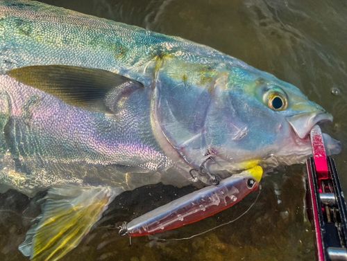 ハマチの釣果