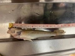 ハゼの釣果