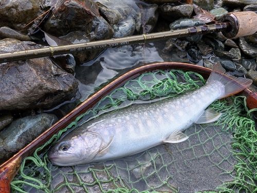 イワナの釣果