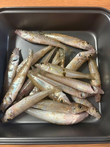 キスの釣果