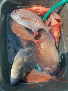 マダイの釣果