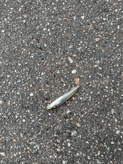 シロギスの釣果