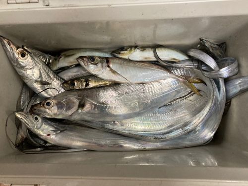 タチウオの釣果