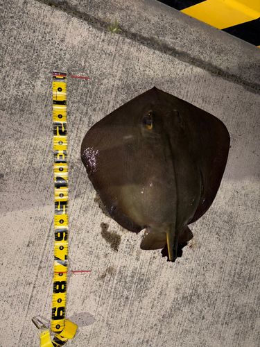 エイの釣果