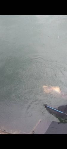 エイの釣果