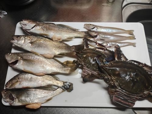 ニベの釣果