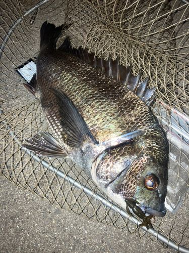 チヌの釣果