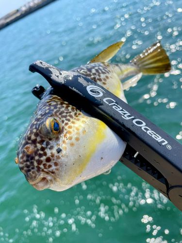 フグの釣果