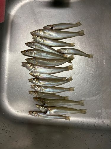 キスの釣果