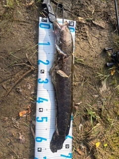 ライギョの釣果